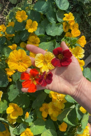 Sunshine Mix Nasturtium Seeds