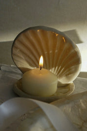 Venus Seashell