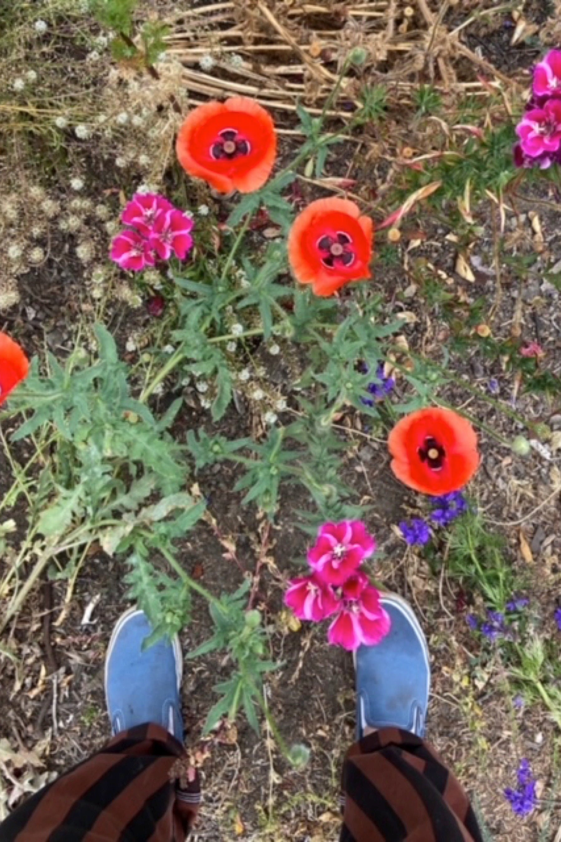 Mixed Wildflowers Seeds