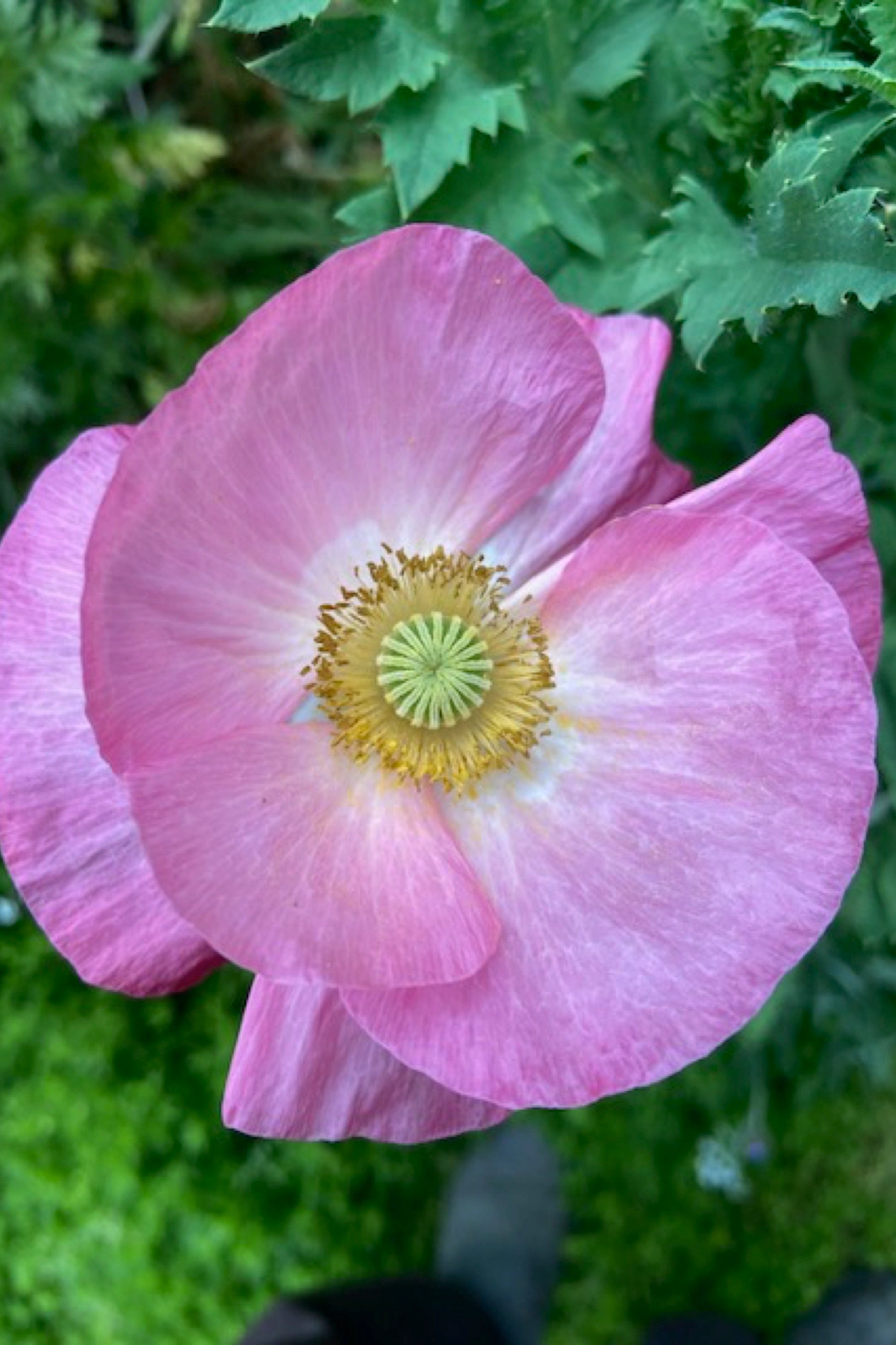 Mixed Wildflowers Seeds